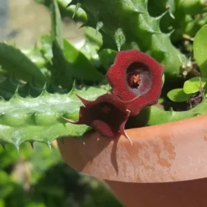 Red Dragon Succulent Huernia Schneideriana 5