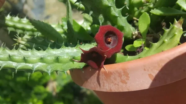 Red Dragon Succulent Huernia Schneideriana 5" Live Plant Potted