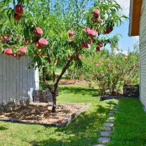 Red Haven Peach Tree Bare-Root 12-18 Inch Tall – Self-Pollinating, Disease-Resistant, 20-25 ft Tree