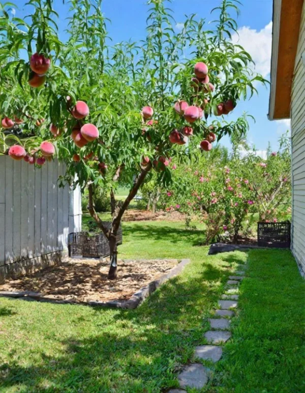 Red Haven Peach Tree Bare-Root 12-18 Inch Tall – Self-Pollinating, Disease-Resistant, 20-25 ft Tree