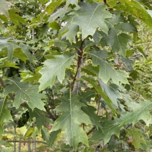 Red Oak Tree Bareroot – 50-75 Feet Northern Red Oak Tree for Landscaping - 12-18 Inch Tall