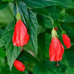 Red Turk's Cap Sleeping Hibiscus Plant, 5-7