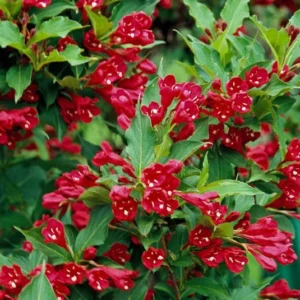 Red Weigela - 2 Bare-Roots - Vibrant Red Flowers - Deciduous Shrub - 12-18 Inch Tall