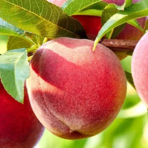 Redskin Peach Fruit Tree Bare-root 12-18 Inch Tall | Self-pollinating, Firm Sweet Peaches