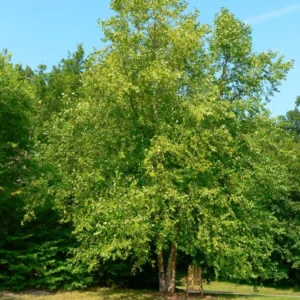 River Birch Tree Bare-root 25 Per Bundle - Fast-Growing Shade Tree - 6-12 Inch Tall