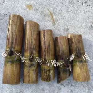 Rooted Sugarcane Cutting 5pcs Live Plant | Ready to Grow Tropical Sugarcane