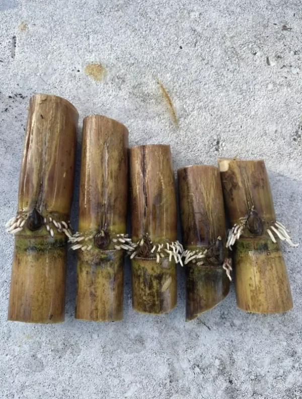 Rooted Sugarcane Cutting 5pcs Live Plant | Ready to Grow Tropical Sugarcane