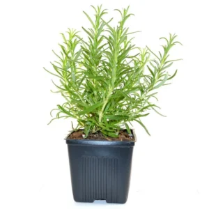 Rosemary Herb Plant - 5" Height - Fresh Culinary & Ornamental Herb