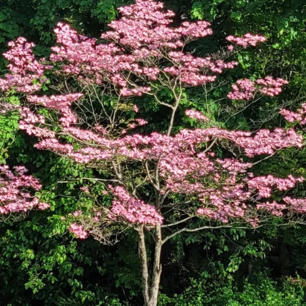 Rubra Pink Dogwood Tree Bare-root 12-18 Inch Tall - Vibrant Pink Flowers - Landscape Tree