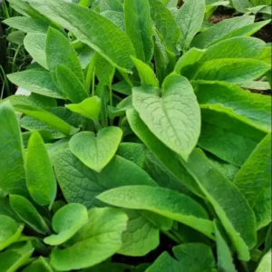 Russian Comfrey Bocking 14 Live Root Cuttings for Growing - Easy to Grow