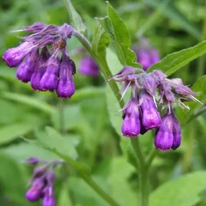 Russian Comfrey Bocking 14 Live Root Cuttings for Growing - Easy to Grow