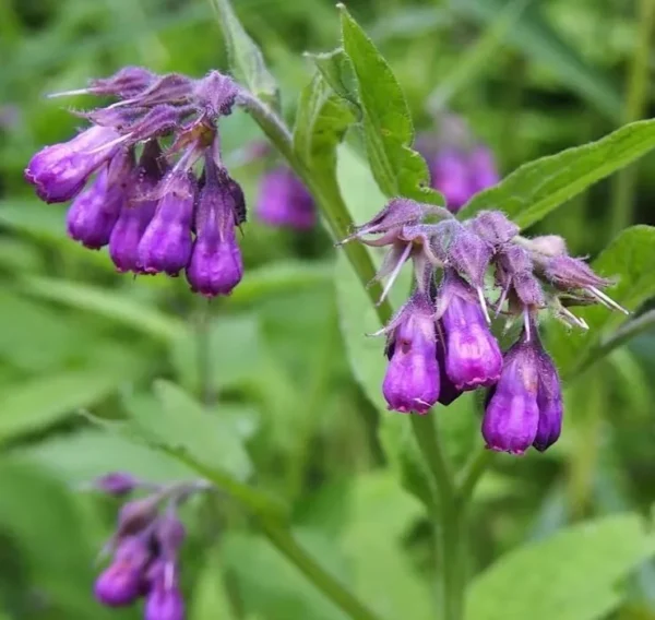 Russian Comfrey Bocking 14 Live Root Cuttings for Growing - Easy to Grow