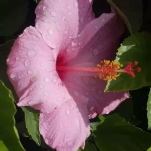 SEMINOLE PINK HIBISCUS Live Plant 5-7