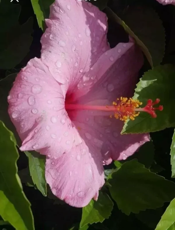 SEMINOLE PINK HIBISCUS Live Plant 5-7" Tall Beautiful Flowering Bush