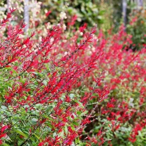 Salvia Elegans Pineapple Sage - Fragrant Herb - 4-6 Inch Starter Plant