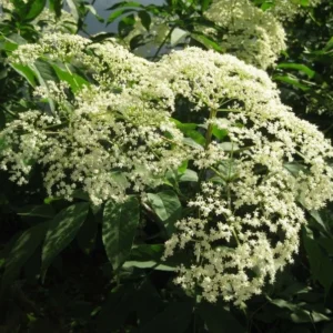 Sambucus Canadensis Elderberry - 4-6 Inch Starter Plant - Hardy & Edible