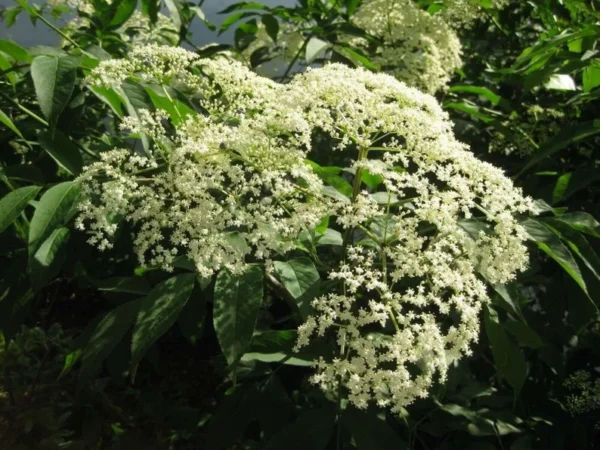 Sambucus Canadensis Elderberry - 4-6 Inch Starter Plant - Hardy & Edible