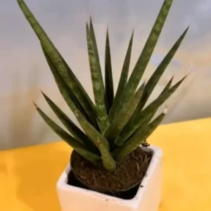 Sansevieria Francisii Live Plant 7 to 10 Inch Tall Succulent Cactus in 4 Inch Pot