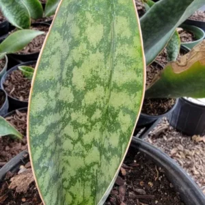 Sansevieria Masoniana Whale Fin Snake Plant - 7 to 10 Inches - Rooted