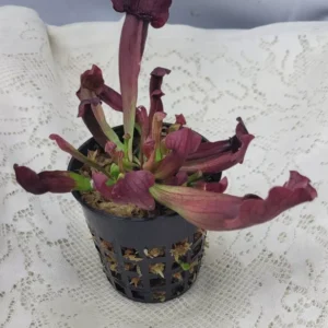 Sarracenia Catesbaei Pitcher Plant - 3.75" Net Pot - Live Carnivorous Plant