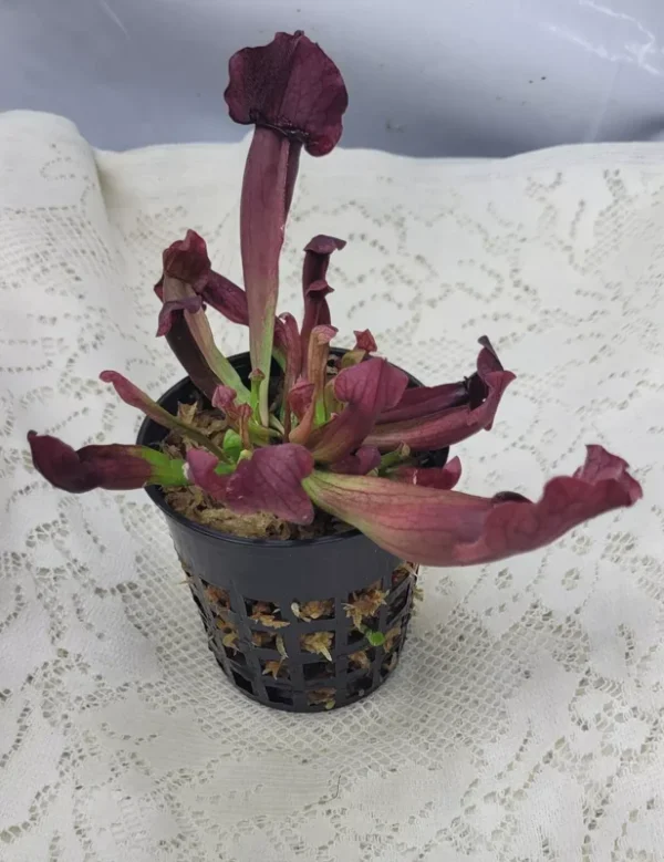 Sarracenia Catesbaei Pitcher Plant - 3.75" Net Pot - Live Carnivorous Plant