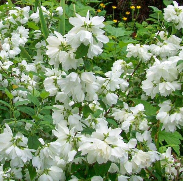 Mock Orange Philadelphus Snowbelle - 7-10 Inch Starter Plant - Fragrant