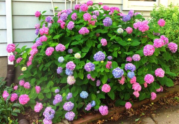 Hydrangea 'LA Dreamin' - Starter Plant - 7-9 Inch - Cutback - Dormant