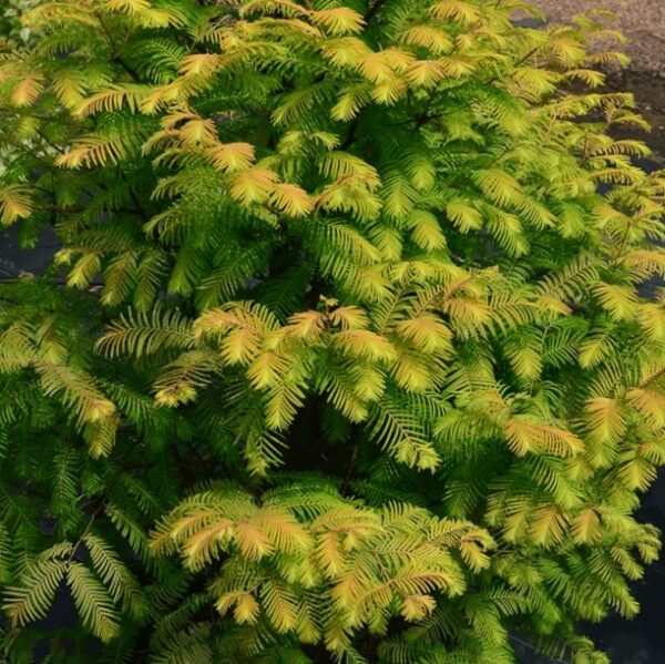 Metasequoia Amber Glow - Dawn Redwood - 9-16 Inch Starter Plant - Dormant