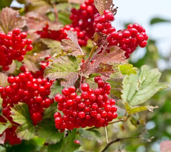 Tea Viburnum - Deciduous Shrub - Starter Plant 8-12 Inch Dormant