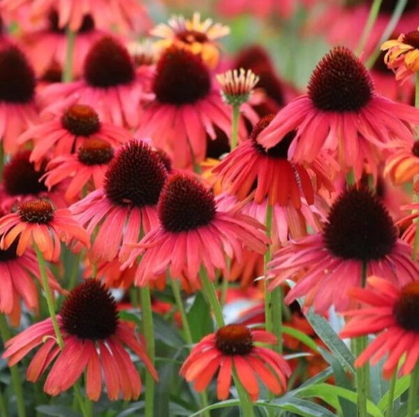 Echinacea ARTISAN RED OMBRE - Red Coneflower - Starter Plant - Dormant