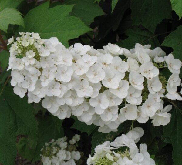 Hydrangea Quercifolia 'Alice' - Starter Plant - 4-7 Inch - Oakleaf Variety