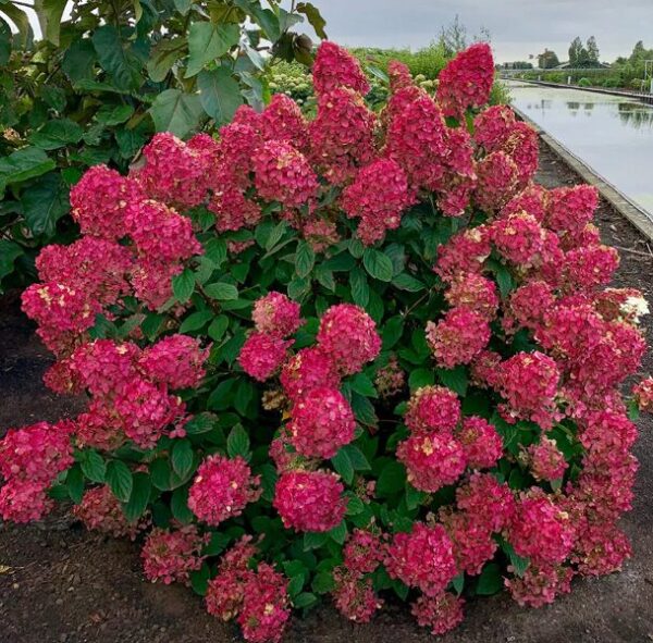 Hydrangea Paniculata FIRE LIGHT Starter Plant - 7-9 Inch - Dormant