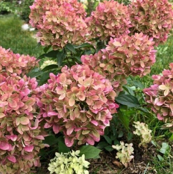 Hydrangea Paniculata 'Grafitti' Starter Plant - 7-10 Inch - Dormant Shrub