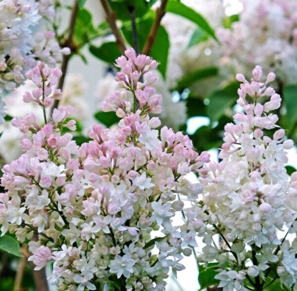 Syringa 'Krasavitsa Moskvy' Lilac - Starter Plant - 4-6 Inch - Fragrant - Dormant