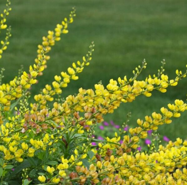 Baptisia Solar Flare Starter Plant - Hardy Perennial - 4ft - Yellow to Orange Flowers