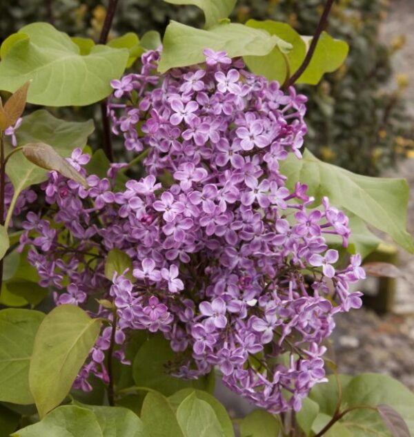 Syringa 'Old Glory' Starter Plant - 6-8 Inch - Fragrant Lilac Shrub