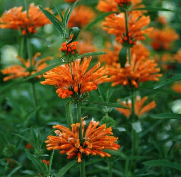 Leonotis Leonurus Lion's Ear Starter Plant - Perennial - Orange Flowers