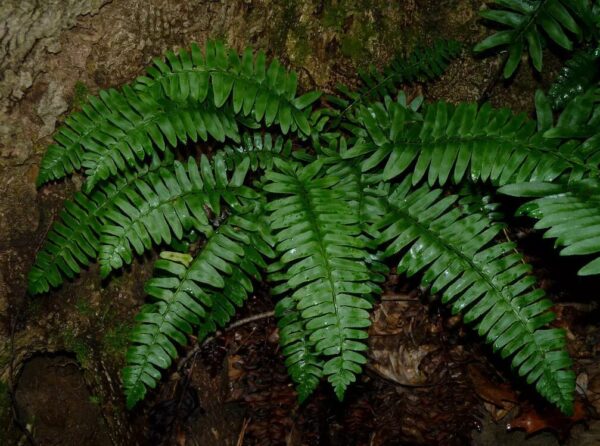 3 Christmas Fern (Polystichum Acrostichoides) Bare Root - Evergreen & Shade-Loving