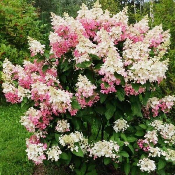 Hydrangea Paniculata Confetti - Starter Plant - 5-7 Inch - Hardy Shrub