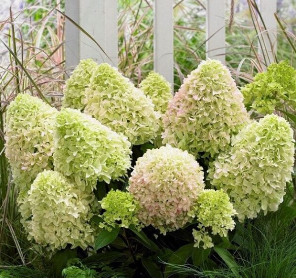 Hydrangea Paniculata 'Little Spooky' - Dwarf Shrub - Starter Plant - 8-10 Inch