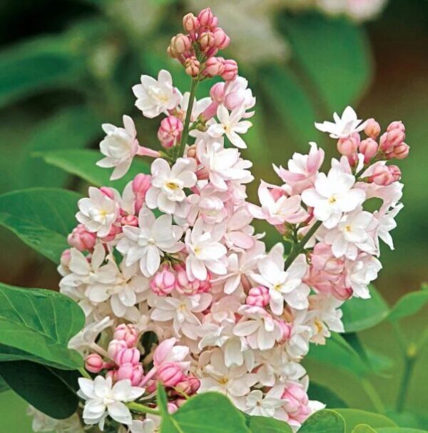 SYRINGA 'KRASAVITSA MOSKVY' Lilac Starter Plant - 6-10 Inch - Fragrant