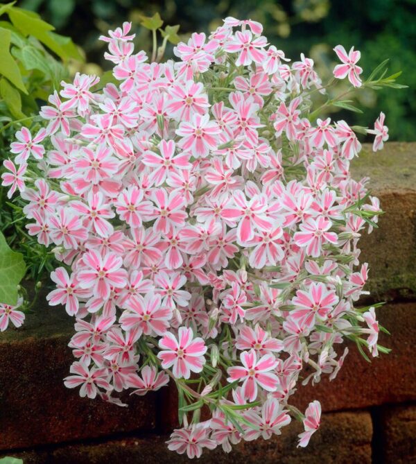 Phlox Subulata 'Candy Stripes' - 2.5 x 3.5 inch Starter Plant - Perennial