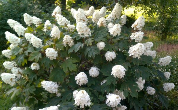 Hydrangea Quercifolia Queen of Hearts - Starter Plant - 5-7 Inch Dormant Shrub