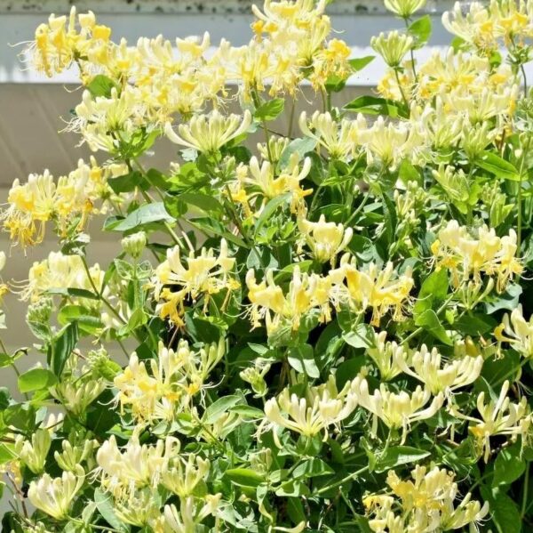 Lonicera Scentsation Honeysuckle - Fragrant Climbing Vine - 9-16 Inch