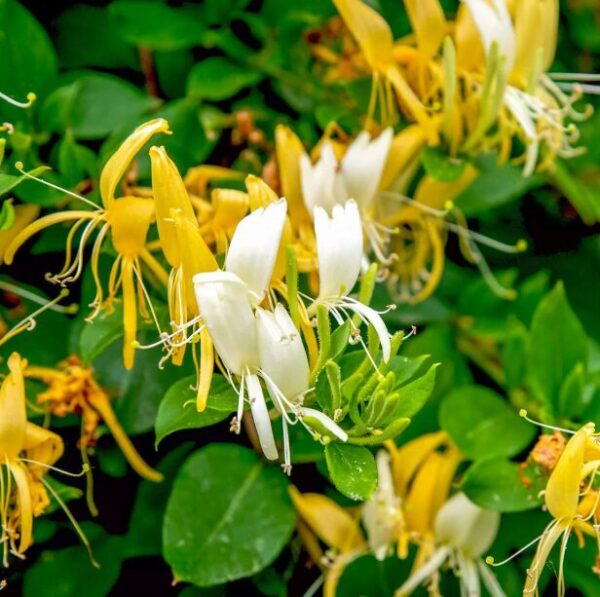 Fragrant Honeysuckle Vine Starter Plant - LONICERA JAPONICA 'HALLIANA'