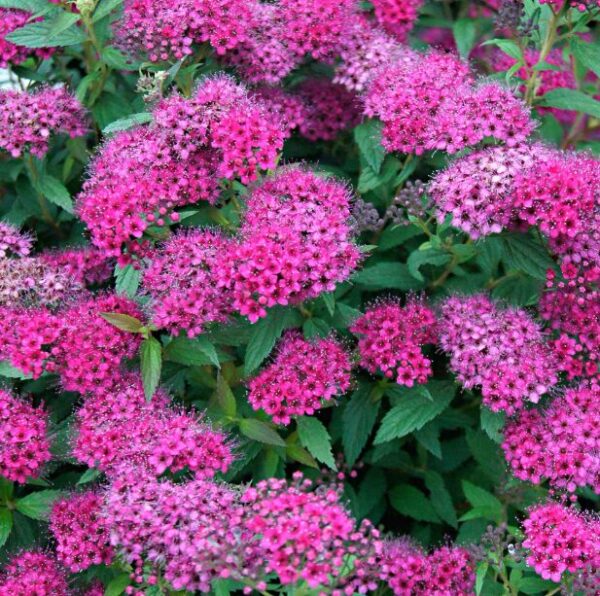 Spiraea 'Anthony Waterer' Starter Plant - 6-9 Inch Hardy Shrub