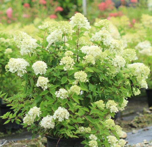 HYDRANGEA PANICULATA 'BOMBSHELL' - 5-7 Inch Starter Plant - White Blooms