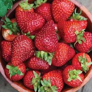 Seascape Strawberry Plants Lot of 10, Day Neutral Fruiting Strawberry