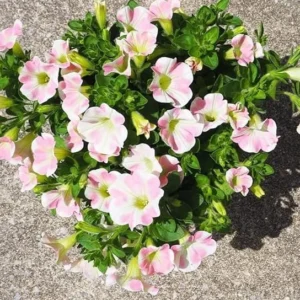 Set 2 Princess Hearts Petunias Live Plants - Yellow Pink Petunia Flowers Seedlings for Hanging and Trailing Plants