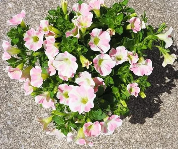 Set 2 Princess Hearts Petunias Live Plants - Yellow Pink Petunia Flowers Seedlings for Hanging and Trailing Plants